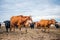 A group of cows is walking on the ground in the field. The field is part of agricultural land.