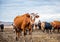 A group of cows is walking on the ground in the field. The field is part of agricultural land. It\'s an autumn day in Russia.