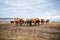 A group of cows is walking on the ground in the field. A herd of cows looking into the lens on an autumn day