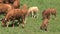 Group cows with young cows in the French Alps, Col d\'Ornon, France