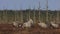 A group of cranes Grus grus feeds and rests in the marsh during spring migration