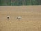 group of cranes looking for food on a ploughed field