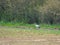 Group of cranes looking for food on a ploughed field