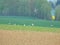 Group of cranes looking for food on a ploughed field