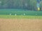 Group of cranes looking for food on a ploughed field