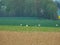 Group of cranes looking for food on a ploughed field