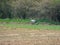 Group of cranes looking for food on a ploughed field