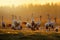 Group of cranes at sunrise in morning light