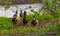 Group of It creak ducks gathering in a grassy meadow near a tranquil stream and a lush green tree