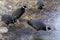 A group of Crested Guinea Fowl near water