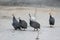 Group Crested Guineafowl