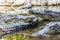 Group of crocodiles laying in the pond at the crocodile farm