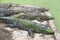 Group of crocodiles lying
