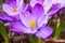 Group of crocus flower Crocus longiflorus Bouquet of purple crocuses