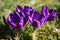 Group of crocusses in spring