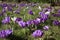 Group of crocusses in spring