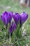 Group of crocusses in spring