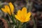 Group of crocusses in spring