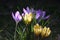 Group of crocusses in spring