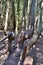 Group of crooked Eastern White Cedar (Thuja occidentalis) trunks along hiking trail at Presqu\\\'ile