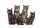 Group of crossbreed cats sitting in a row, isolated