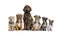 Group of crossbreed dogs sitting in a row, isolated