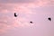 Group of crows against a pink sky