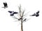 Group of crows near bare tree on white