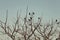 Group of crows sitting on the bare branches of a tree