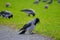 A group of crows sitting on a meadow in a park foraging for food