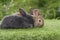 Group of cuddly furry rabbit bunny sitting and lying down together on green grass natural background. Baby fluffy rabbit black,