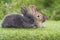 Group of cuddly furry rabbit bunny sitting and lying down together on green grass over natural background. Baby fluffy rabbit