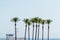 Group of cups of palm tree on the beach of Roquetas de Mar. August 14, 2019. Roquetas de Mar Almeria. Spain. Travel Tourism