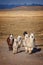 Group of curious alpacas in Bolivia, Andes mountains