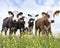 Group of curious calves in green meadow full of yellow buttercups