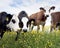 Group of curious calves in green meadow full of yellow buttercups