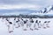 Group of curious Gentoo Penguin staring at camera in Antarctica, creche or waddle of juvenile seabird on glacier, colony in