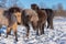Group of curious Icelandic horse foals in winter sunlight