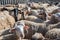 Group of curious sheep look towards the photographer