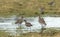 Group of Curlew on Flooded Field