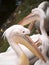 Group of curly pelicans closeup