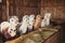 Group of cute alpacas in barn