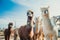 Group of cute alpacas in outside looking