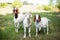 Group of cute baby goats in a grassy field at the time of pasture