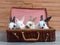 Group of cute baby rabbit in the basket bag on wood table.