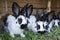 Group cute black and white rabbits with spots