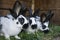 Group cute black and white rabbits with spots