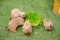 A group of Cute brown Prairie Dog get feeding with green grass from a tray.