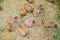 A group of Cute brown Prairie Dog get feeding with Straw.