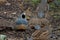 Group of cute California quails (Callipepla californica) on the ground on the blurred background